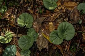 Image result for Nervilia