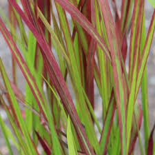 Image result for Imperata