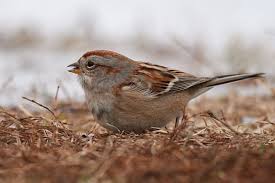 Small Birds Native To Missouri American Tree Sparow Bird Species Wildlife Sparrow