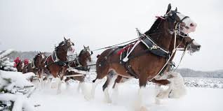 But some well grown clydesdale horses can be bigger and heavier, measuring more than 18 hands and 1000kg (2,200 pounds). How The Budweiser Clydesdales Became A Force In Holiday Marketing