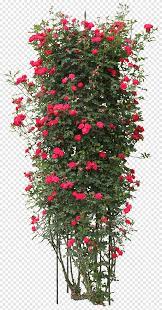 Red the double knock out rose bush with red flowers. Red Petaled Flowers Quercus Suber Tree Plant Rose Bushes Branch Christmas Decoration Png Pngegg