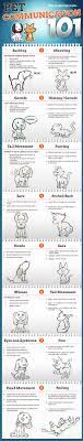 How Does Your Pet Communicate With You Learn About Different Signs To Understand Their Needs Better Talk With Your Pet Today Cat Communication Pets Cat Care