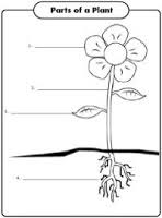 Maybe you would like to learn more about one of these? Coloring Pages For Parts Of A Plant