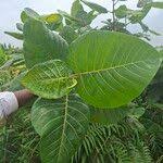 Image result for Ficus trichopoda