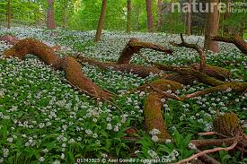 Image result for Allium ursinum