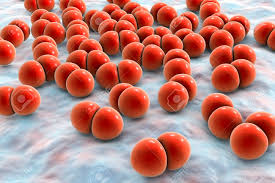 Check spelling or type a new query. Bacteria Pneumococci Streptococcus Pneumoniae Gram Positive Stock Photo Picture And Royalty Free Image Image 71713162
