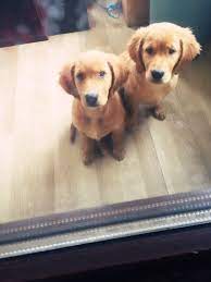 satilik golden retriever panosundaki pin
