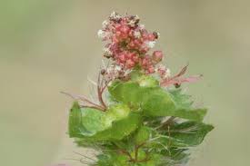 Image result for Acalypha pubiflora