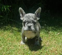 You can find them in acceptable akc color standards such as fawn, brindle, cream, and white, as well as in rare lilac, isabella, blue for most people, the merle colored french bulldogs present the most unique and strange coat color. Bulldogfrances Macho Blue Merle Zheus Bull Dog Frances Blue Lilac And Chocolate Facebook