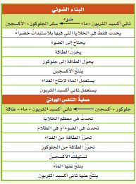 منهاجي متعة التعليم الهادف التنفس الخلوي والتخم ر