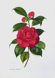 Pin On Camellia
