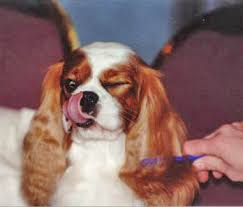Maybe you would like to learn more about one of these? Cavalier King Charles Spaniel Breeder Breeders Puppies