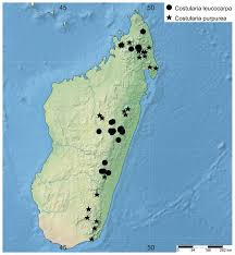 Image result for Costularia