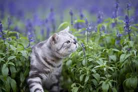 Free shipping for many products! Is Lavender Safe For Cats Great Pet Care