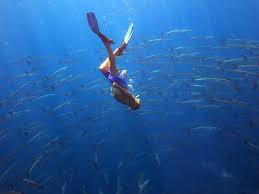The barracuda is a saltwater fish of the genus sphyraena. Chevron Barracuda Snorkeling Thailand