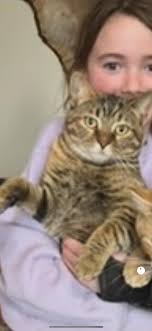 Lost kitty near Camden Lane?