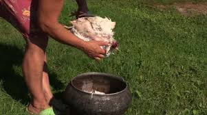 No, no one washes a chicken before plucking. Pluck Chicken Stock Footage Royalty Free Stock Videos Pond5