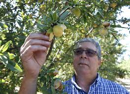 California Peach Farmers to Destroy Hundreds of Thousands of Trees After Del Monte Bankruptcy