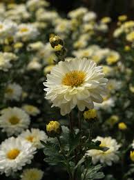 Winterharte Chrysanthemen Furs Beet In 2020 Chrysanthemen Winterhart Garten