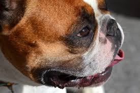 This product belongs to home , and you can find similar products at all categories , home & garden , pet products , dog collars & leads , muzzles. The Six Best Dog Muzzles For Tough To Fit Dogs Journey Dog Training