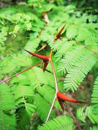 Image result for Acacia cornigera