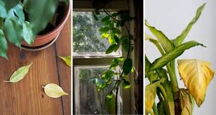 I use it indoors for peppers and tomatoes. How Much Light Do Indoor Plants Need My Garden Life