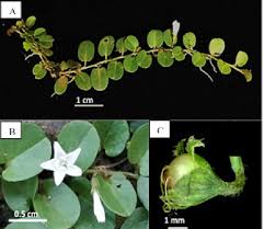 Image result for Evolvulus nummularius