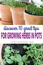 Container Herb Garden 10 Tips For Success Growing Herbs In Pots Herb Pots Container Herb Garden