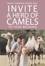 How do you tell the difference between a female camel or a male camel? What Happens When You Invite A Herd Of Camels To Your Wedding What Happens When You Wedding Herding