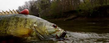 We did not find results for: Driftwood Outdoors Prime Time For Smallmouth Bass Fishing In Rivers