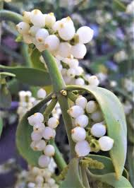 Image result for Viscaceae