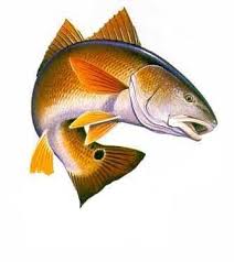 Red Fish Redfish Graphics And Comments Redfish Art Red Fish Salt Water Fishing