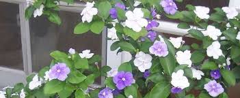 Gabby concepcion & maricel soriano | youtube super stream. Brunfelsia Species Yesterday Today And Tomorrow Kiss Me Quick Brunfelsia Latifolia