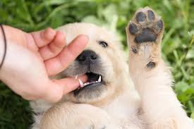 Arti mimpi anjing berkepala dua: Dream Interpretation Anjing Putih Mengapa Impian