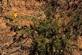 Image result for Adenocarpus mannii