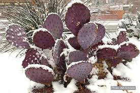 They are easily propagated from stem segments. Winter Care For Frost Tender Succulents Debra Lee Baldwin