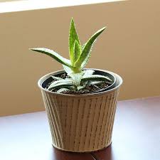 Image result for Aloe wollastonii