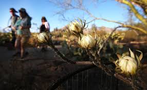 However, a few species will bloom in summer during the night. 5 Things To Know About The Mysterious Queen Of Cacti The Night Blooming Cereus Tucson Summer Guide Tucson Com