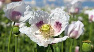 Wenn sie in töpfe säen, dann lassen sie die mohne so. Mohnblume Aussaen Pflanzen Vermehren Schoner Wohnen