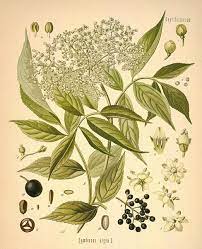 Elderberry Materia Medica Golden Poppy