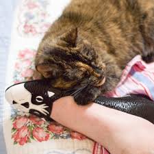 An adventurous lifestyle means that owners don't always know where their cat has been poisoned, or what the substance might be. Why Do Some Cats Like Shoes Socks Feet Bleach Or Chlorine Metaphorical Platypus