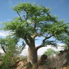 Image result for Moringa oleifera