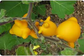 Image result for Solanum mammosum
