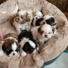 Akc french bulldog puppies (inl > moreno valley) pic hide this posting restore restore this posting. Past Litters P J Shih Tzus Ct