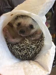 Shop our wide selection of toys, food, cages and more for your exotic pet! Lodi Store Finds New Homes For Hedgehogs Other Exotic Pets Garfield Lodi Daily Voice