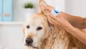 6 Recipes Of Homemade Dog Ear Cleaners Dog Ear Cleaner Dog Ear Cleaner Homemade Dog Ear Mites Treatment