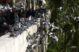 Ensemble, évitons la prolifération de pigeons et rongeurs. Les Amendes Renforcees Contre Ceux Qui Nourrissent Les Pigeons A Paris Actu Paris