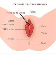Glande de Skene : définition, rôle, inflammation, kyste