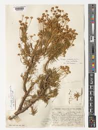 Image result for Euryops subcarnosus