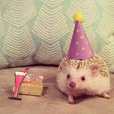 Hedgehogs Wearing Hats On Instagram Hat Party Hat Model Hamlet Follow This Hedgie Hamlet The Hedgehog Hedgehogswea Cute Paw Hedgehog Pictures Hedgehog